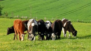 herd-cows-by-dachalan-flickr-creative-commons